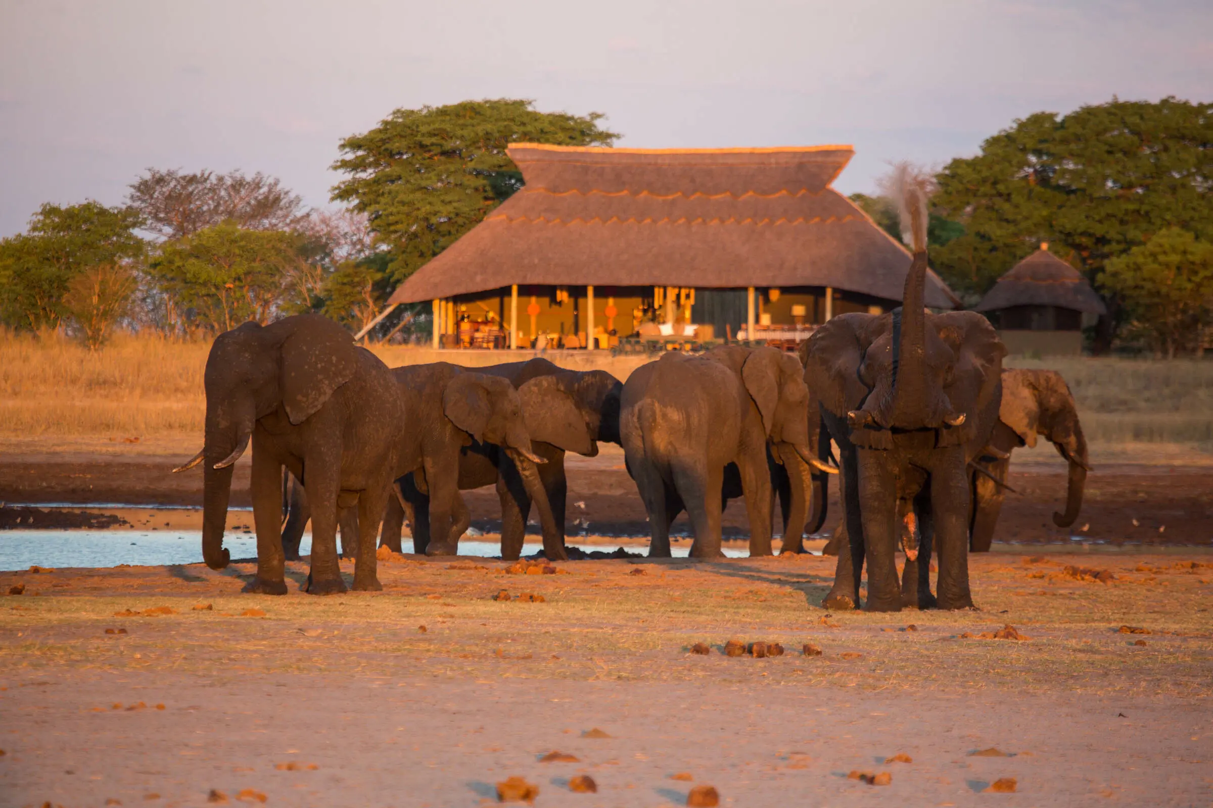 HWANGE NATIONAL PARK Ele