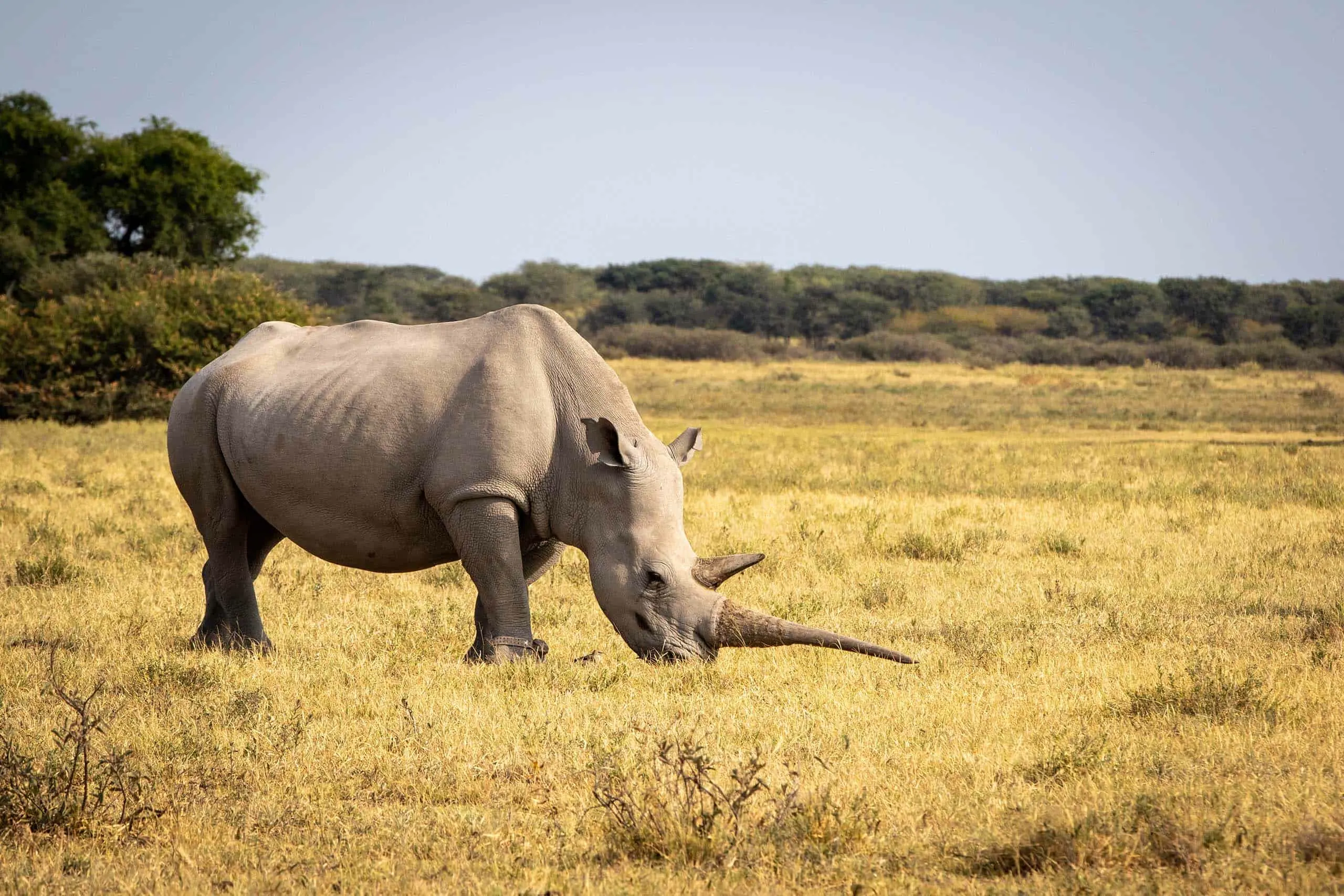 Matobo Rhino