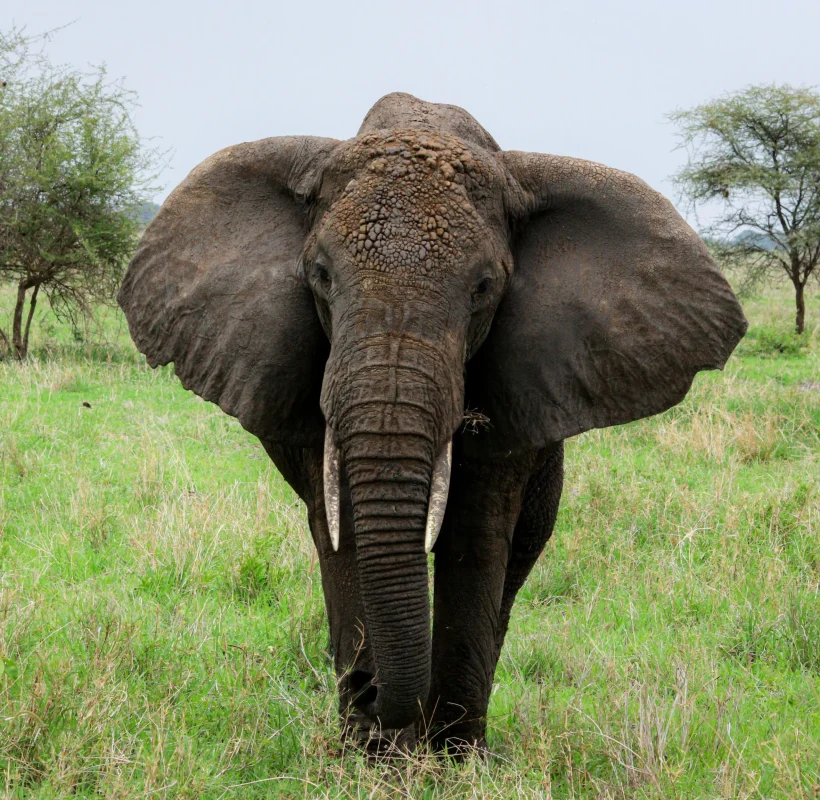 Elephant