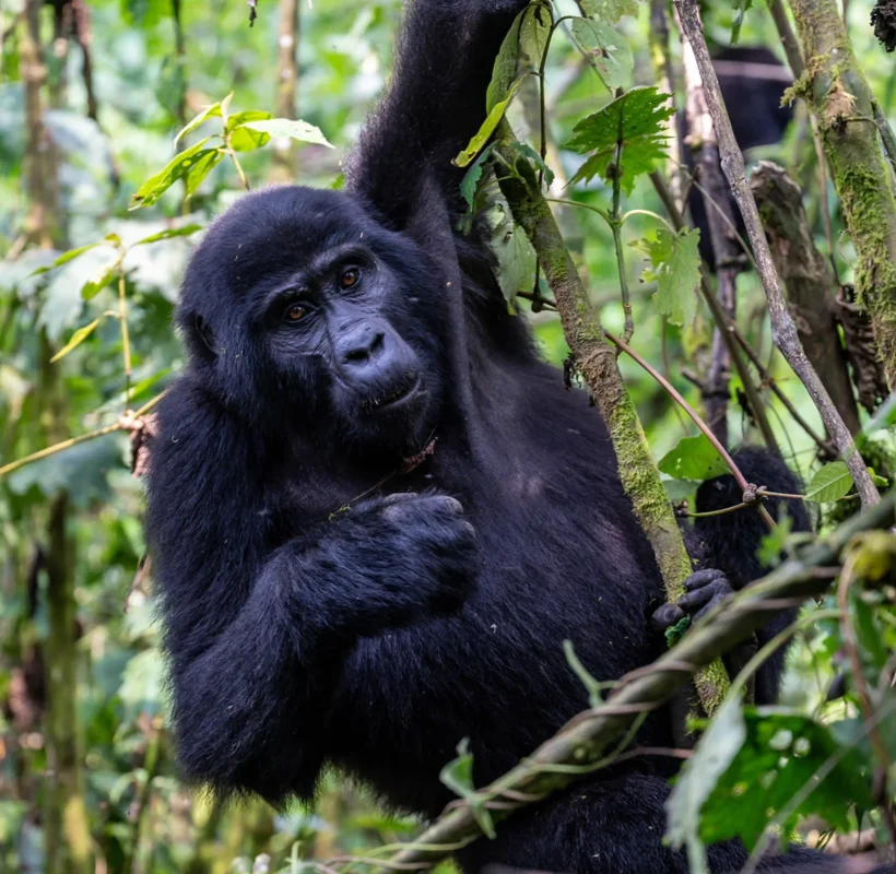 Gorilla