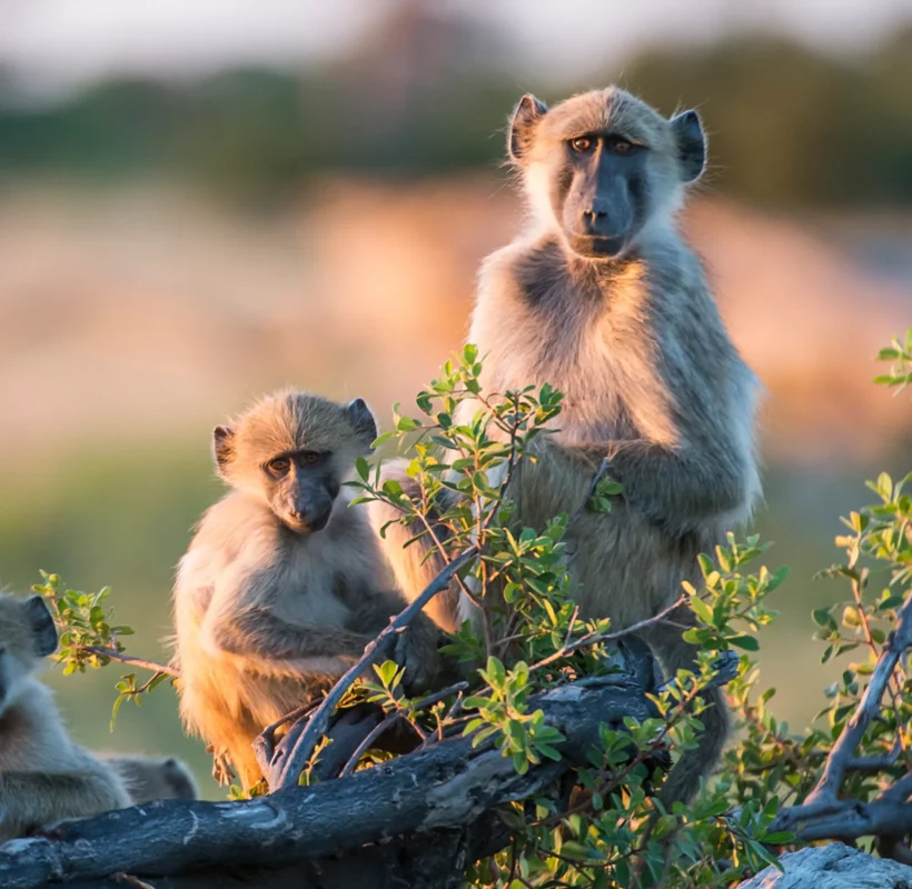 Zimbabwe Wildlife